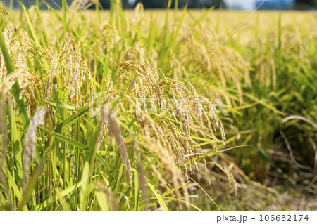 秋の水田　風に揺れる黄金色の稲穂　宮城県柴田町 106632174