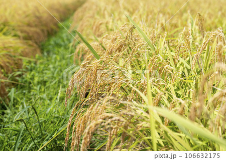秋の水田 風に揺れる黄金色の稲穂 宮城県柴田町 秋の水田 風に揺れる黄金色の稲穂 宮城県柴田町 106632175