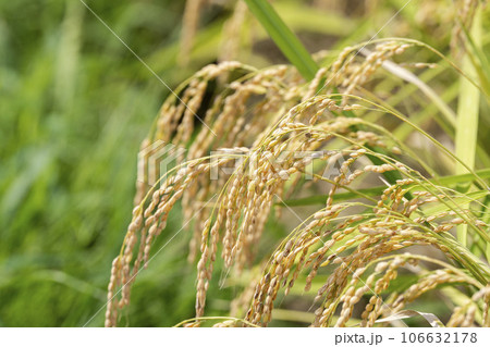 秋の水田　風に揺れる黄金色の稲穂　宮城県柴田町 106632178
