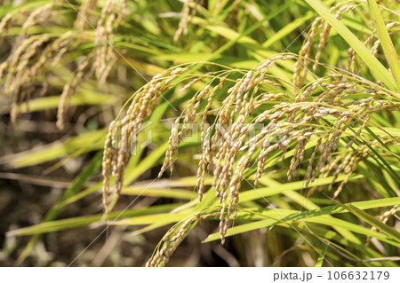 秋の水田　風に揺れる黄金色の稲穂　宮城県柴田町 106632179