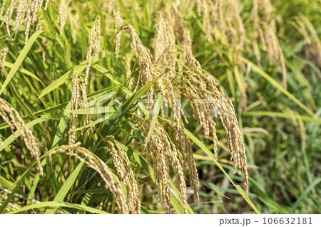 秋の水田　風に揺れる黄金色の稲穂　宮城県柴田町 106632181