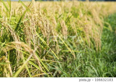 秋の水田　風に揺れる黄金色の稲穂　宮城県柴田町 106632183
