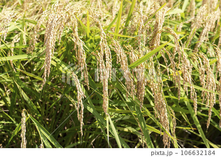 秋の水田　風に揺れる黄金色の稲穂　宮城県柴田町 106632184