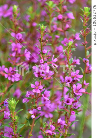 ミソハギの花 106632776