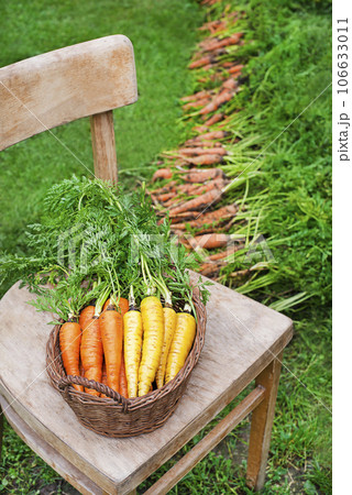 Carrot 106633011