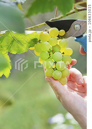 Grapes white cutting prune Grapes white cutting prune 106633015