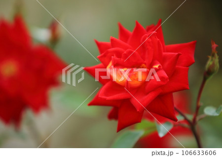 荒尾市 おもやい市民花壇 バラの花、 荒尾市 おもやい市民花壇 バラの花、 106633606