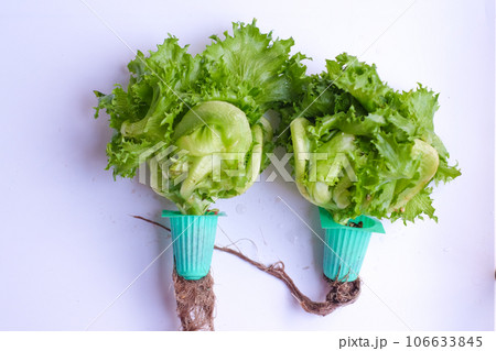 Green organic hydroponic iceberg lettuce isolated on white background 106633845