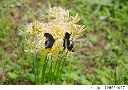 一乗谷朝倉氏遺跡に咲くリコリス 一乗谷朝倉氏遺跡に咲くリコリス 106634007