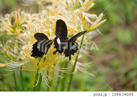 一乗谷朝倉氏遺跡に咲くリコリス 一乗谷朝倉氏遺跡に咲くリコリス 106634008
