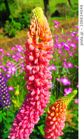 満開のルピナスの花のある風景 満開のルピナスの花のある風景 106634048
