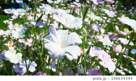 満開のアグロステンマの花のある風景 満開のアグロステンマの花のある風景 106634394
