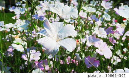 満開のアグロステンマの花のある風景 106634395