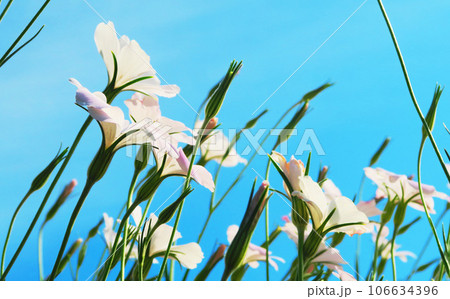 満開のアグロステンマの花のある風景 満開のアグロステンマの花のある風景 106634396