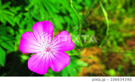 満開のアグロステンマの花のある風景 満開のアグロステンマの花のある風景 106634398
