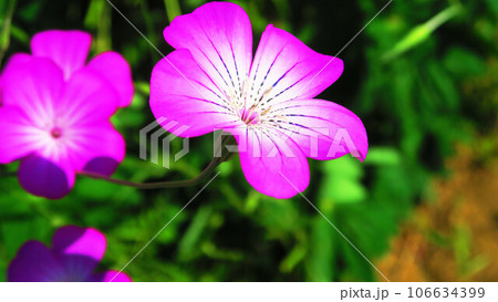 満開のアグロステンマの花のある風景 満開のアグロステンマの花のある風景 106634399
