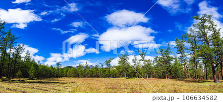 Larch forest in northern Mongolia panorama 106634582