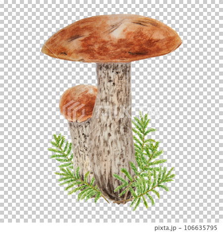 Wild mushrooms and moss watercolor hand drawn botanical realistic illustration. Forest boletus isolated on white background. Great for printing on fabric, invitations, menus 106635795