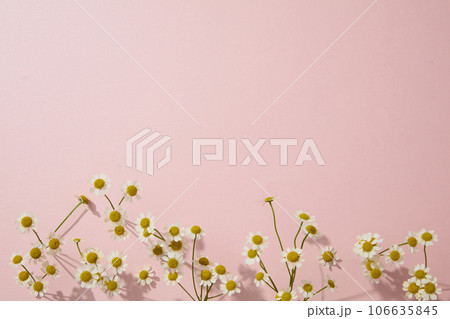 Creative background with chamomilla flowers for cosmetics product presentation. Blank space for display mockup and text. Advertising photo with minimal style Creative background with chamomilla flowers for cosmetics product presentation. Blank space for display mockup and text. Advertising photo with minimal style 106635845