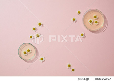 Top view of chamomilla flowers decorated with petri dishes of essence on pink background. Space for display cosmetic product mockup. Product and promotion concept for advertising Top view of chamomilla flowers decorated with petri dishes of essence on pink background. Space for display cosmetic product mockup. Product and promotion concept for advertising 106635852