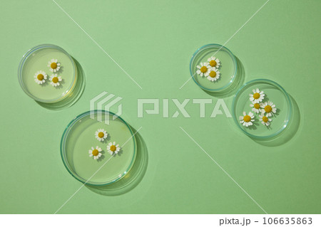 Mockup scene for cosmetic of chamomilla extract. Top view of fresh chamomilla flowers on petri dishes with essence decorated on a green background Mockup scene for cosmetic of chamomilla extract. Top view of fresh chamomilla flowers on petri dishes with essence decorated on a green background 106635863