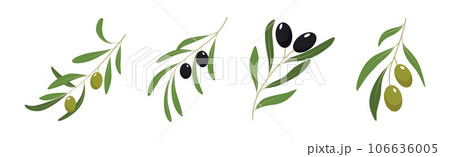 Olive Branches with Olives Green and Black Vector Set 106636005