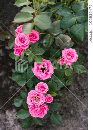 Natalie's mini pink roses in summer in the garden 106636476