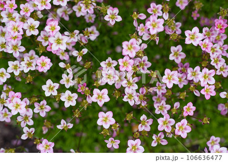 Pale pink saxifrage flowers bloom in spring in the garden 106636477