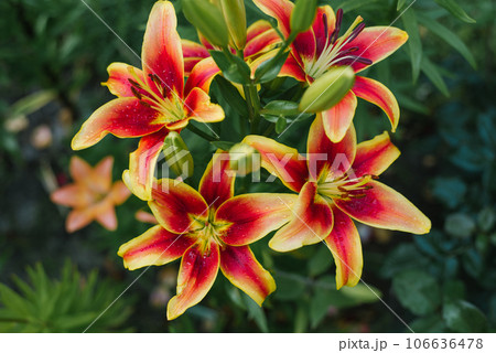Yellow red flowers Lily orientalis Avalon Sunset in the garden in summer 106636478