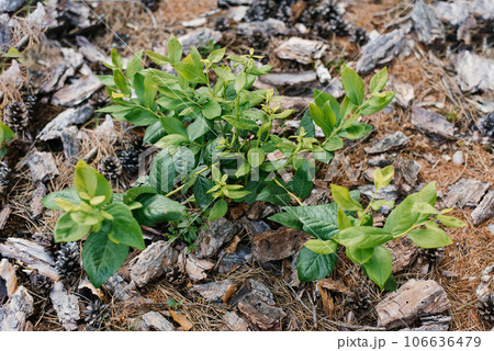Young blueberry bushes grow in the garden in summer. Green leaves of a berry bush 106636479