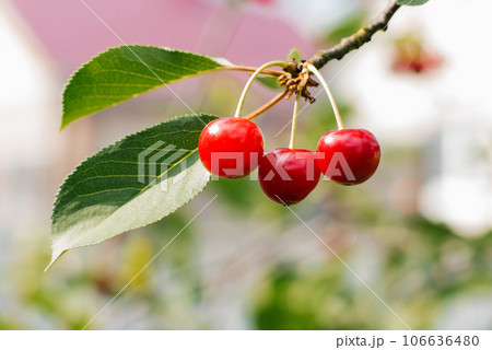 Red and sweet cherries on a branch just before harvest in early summer 106636480