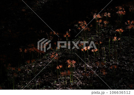 オオキツネノカミソリ群生地　愛知県豊田市 106636512