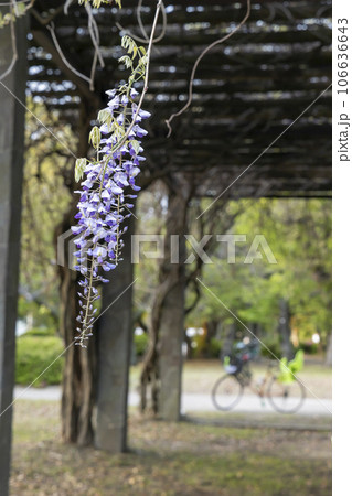 公園の藤棚と藤花と自転車の春風景 公園の藤棚と藤花と自転車の春風景 106636643