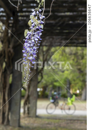 公園の藤棚と藤花と自転車の春風景-2 106636647
