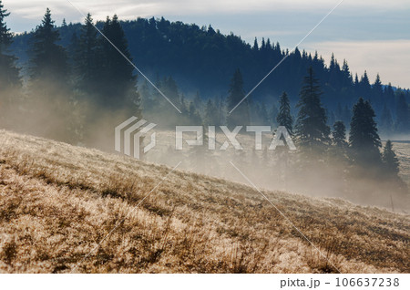 carpathian landscape in autumn. coniferous forest on the hill in mist. weathered grass in dew. valley full of fog beneath an overcast sky at sunrise 106637238