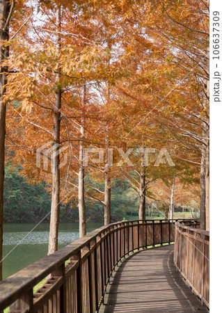 Gijang Yongso Well-being Park autumn scenery in Busan, Korea Gijang Yongso Well-being Park autumn scenery in Busan, Korea 106637309
