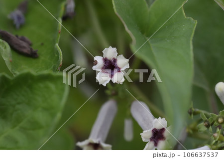 夏の野原に咲くヘクソカズラの花 106637537