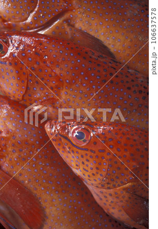AFRICA CAPE VERDE SAO PEDRO MINDELO 106637578