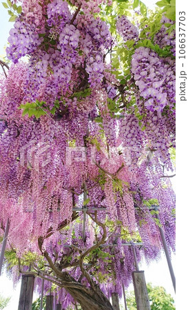 藤の花のある風景 藤の花のある風景 106637703