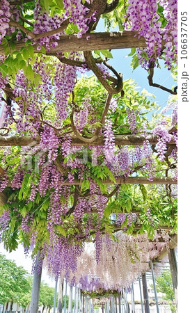 藤の花のある風景 106637705