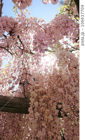 藤のある風景 106637709