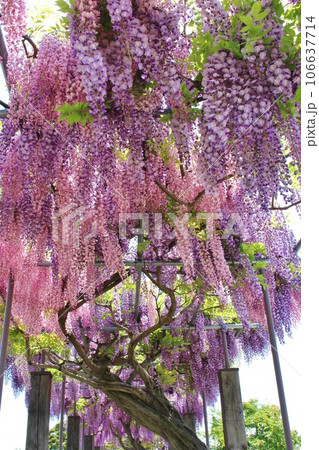 藤の花のある風景 藤の花のある風景 106637714