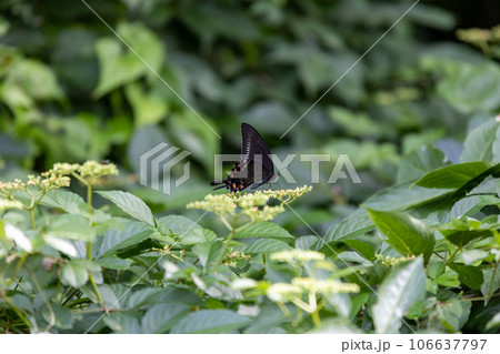 ミヤマカラスアゲハのオス 106637797
