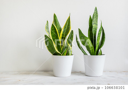 Two Snake plants or Sansevieria in white ceramic flowerpots in the room on the white background, minimal modern interior Two Snake plants or Sansevieria in white ceramic flowerpots in the room on the white background, minimal modern interior 106638101