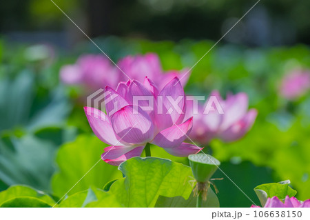 蓮、上野、不忍池 蓮、上野、不忍池 106638150