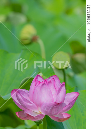 蓮、上野、不忍池 蓮、上野、不忍池 106638152