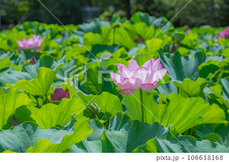 蓮、上野、不忍池 106638168