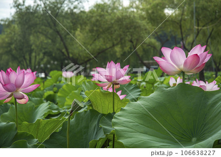 満開のハスの花と飛翔する蜂 満開のハスの花と飛翔する蜂 106638227