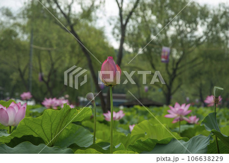 蓮の花のある風景 106638229