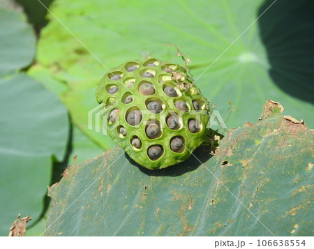 蓮の花托（かたく） 106638554